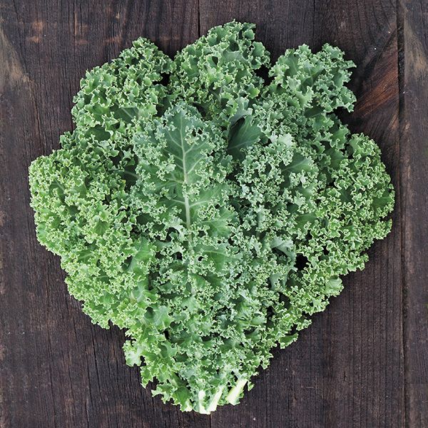 Kale, Meadowlark (Certified Organic Seeds)