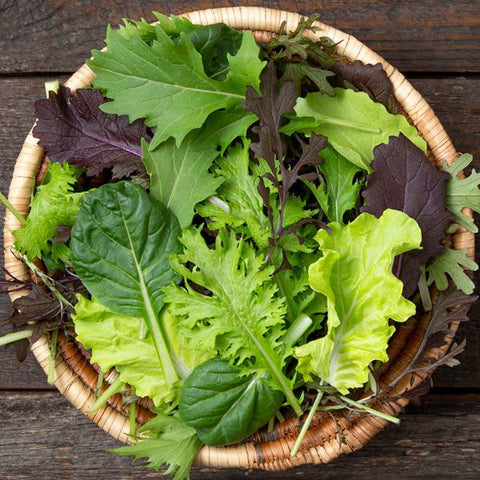 Salad Mix, Kaleidoscope Mesclun (Certified Organic Seeds)