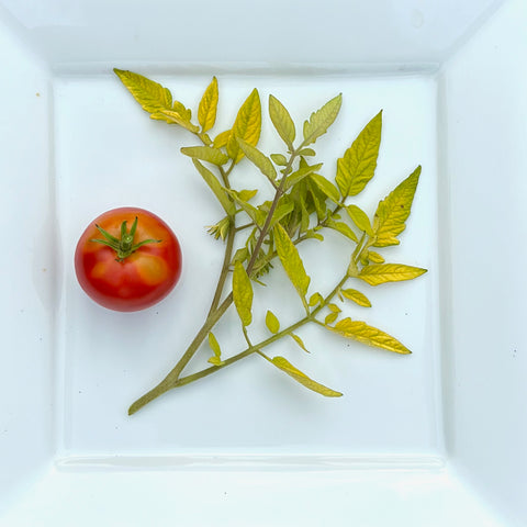 Tomato, Keith’s Ailsa Gold Leaf (Naturally Grown Seeds)