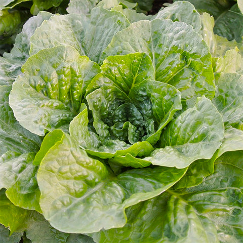 Lettuce (Romaine), Romulus (Organically Grown Seeds)