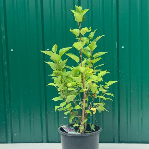 Live Plant -  Lilac, Charles Joli