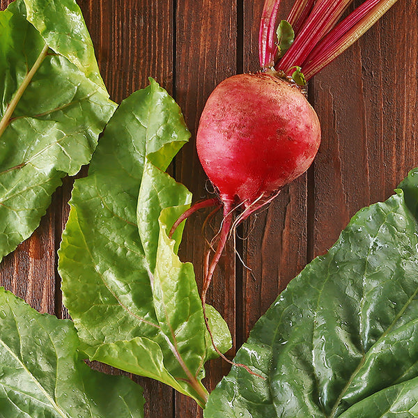 Beet, Lutz Green Leaf (Certified Organic Seeds)