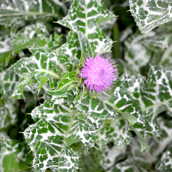 Milk Thistle (Organically Grown Seeds)
