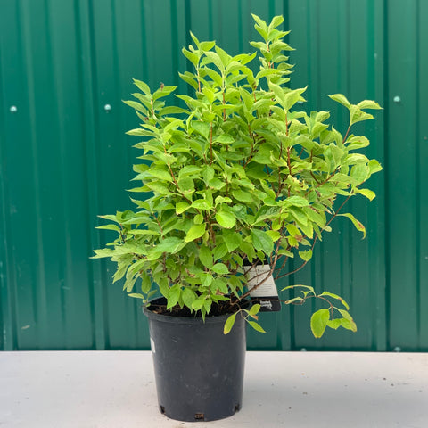 Live Plant -  Mock Orange, Golden