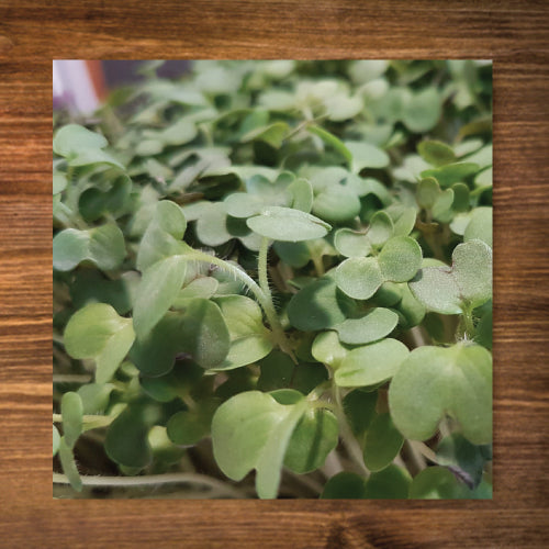 Mustard, Yellow - Sprouting Seeds - Certified Organic