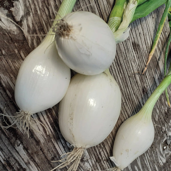 Onion, Gladstone  (Certified Organic Seeds)