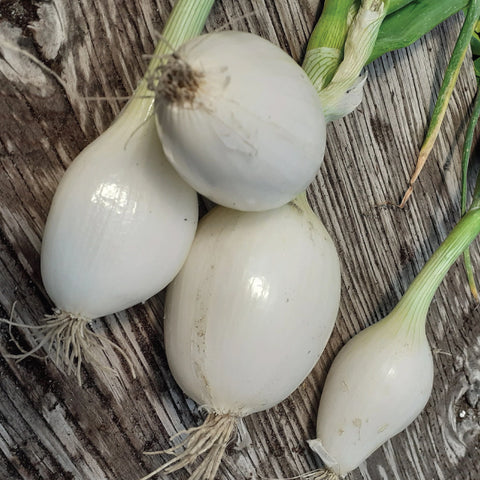 Onion, Gladstone  (Certified Organic Seeds)