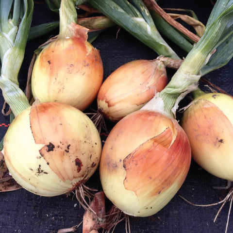 Onion, New York Early (Certified Organic Seeds)