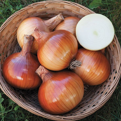 Onion, Valencia OG (Certified Organic Seeds)