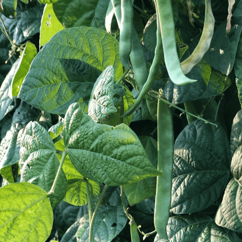 Seeds - Bean (Pole), Supermarconi (Romano) OG (F)
