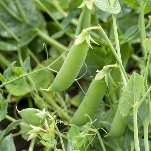 Seeds - Pea (Snap), Tall Sugar OG (SGH)