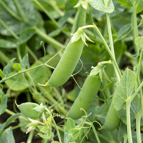 Pea (Snap), Tall Sugar (Organically Grown Seeds)