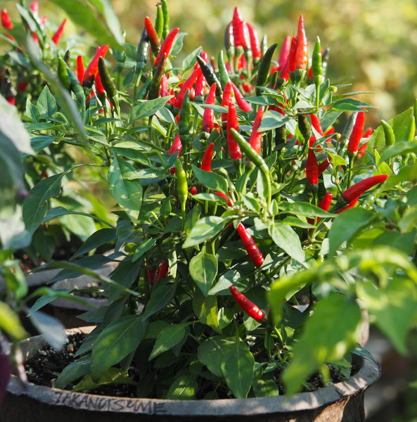 Pepper (Hot), Takanotsume (Naturally Grown Seeds)