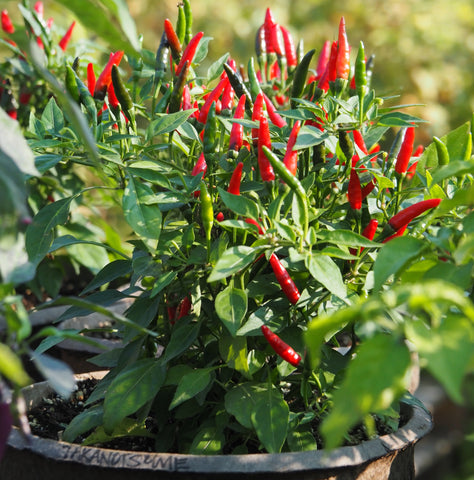 Pepper (Hot), Takanotsume (Naturally Grown Seeds)