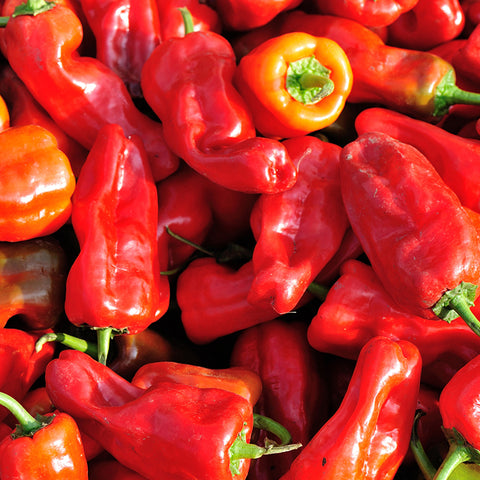 Pepper (Hot), Aleppo (Organically Grown Seeds)