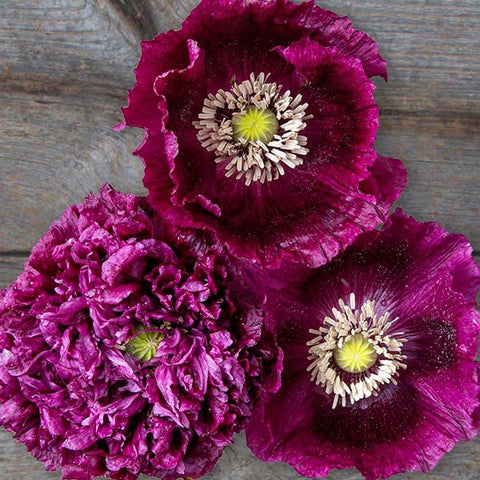 Poppy, Black Beauty (Certified Organic Seeds)