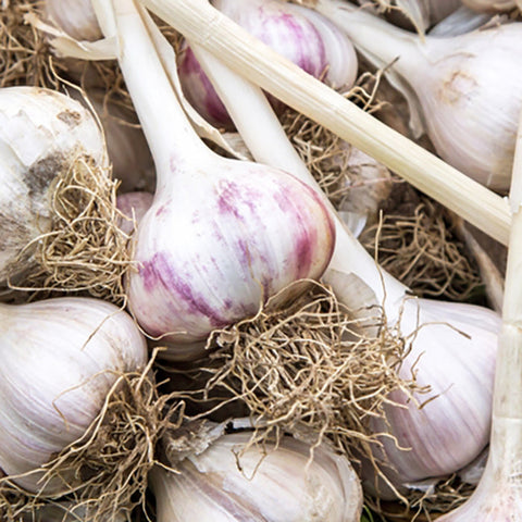 Bulbs - Garlic, Rocky Red OG - PREORDER 2023