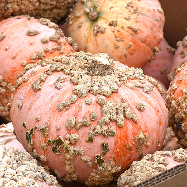 Squash (Winter), Peanut (Galeux D'Eysines) (Organically Grown Seeds)