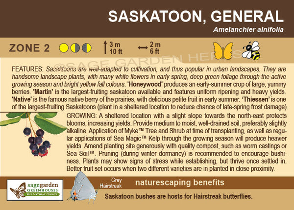 Saskatoon, 'Standing Ovation' - 2-gallon ORCHARD PREORDER FOR LATE MAY 2024