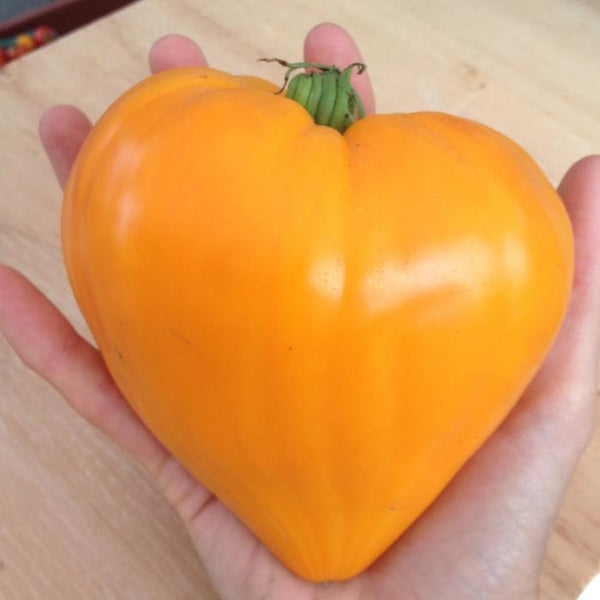 Tomato (Regular), Orange Strawberry (Organically Grown Seeds)