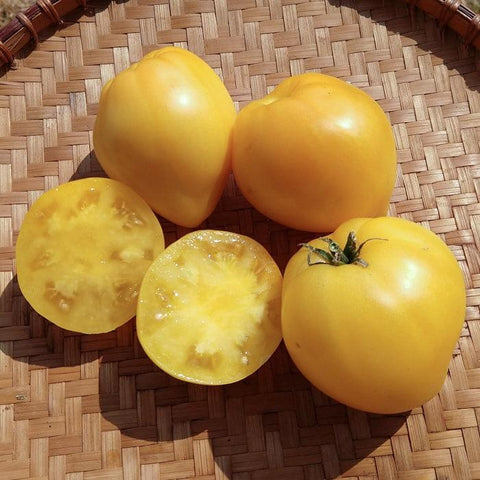 Tomato (Dwarf), Lemon Ice (Organically Grown Seeds)
