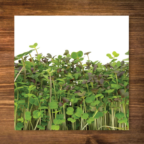 Spicy Microgreen Mix Seeds - Certified Organic