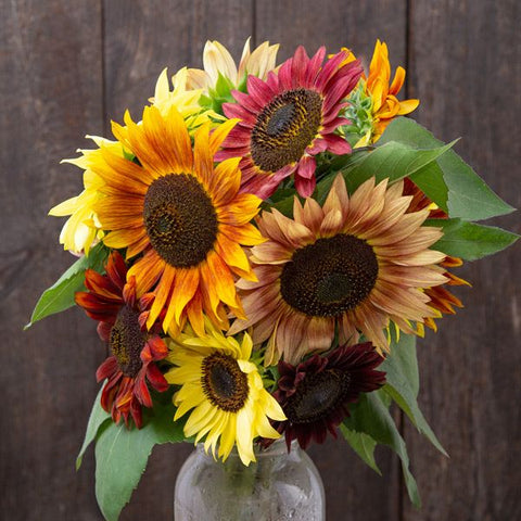Sunflower, Fireworks Blend (Certified Organic Seeds)