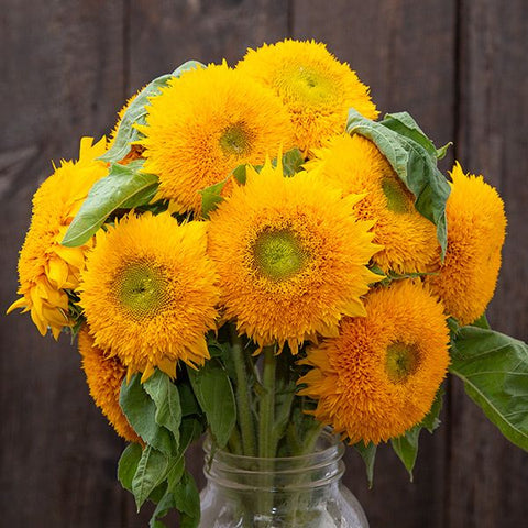 Sunflower, Teddy Bear (Certified Organic Seeds)