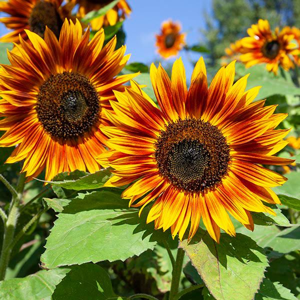 Sunflower, Velvet Queen (Certified Organic Seeds)