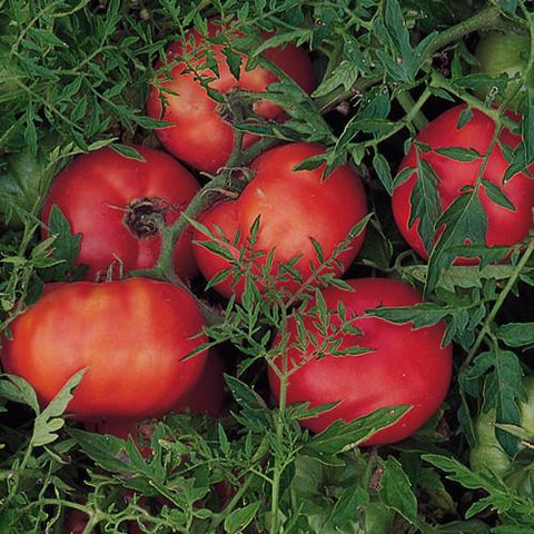 Tomato (Regular), Silvery Fir Tree (Organically Grown Seeds)