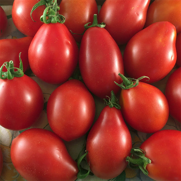 Tomato (Regular), Napoli a Fiaschetto (Roma/Paste) (Certified Organic Seeds)