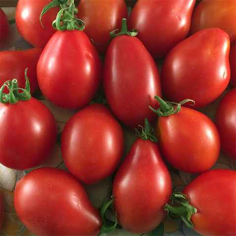 Tomato (Regular), Napoli a Fiaschetto (Roma/Paste) (Certified Organic Seeds)