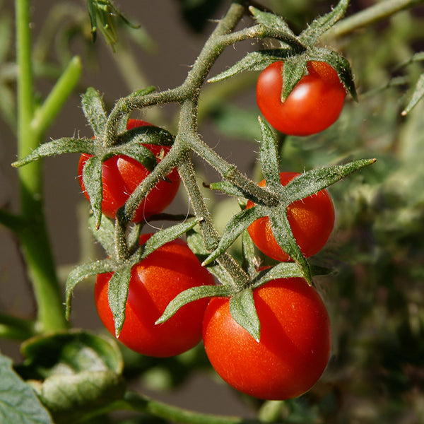 Tomato (Cherry), Peacevine (Certified Organic Seeds)