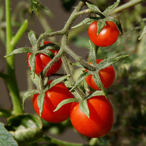 Tomato (Cherry), Peacevine (Certified Organic Seeds)