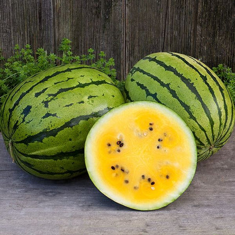 Watermelon, Baby Doll F1 (Certified Organic Seeds)