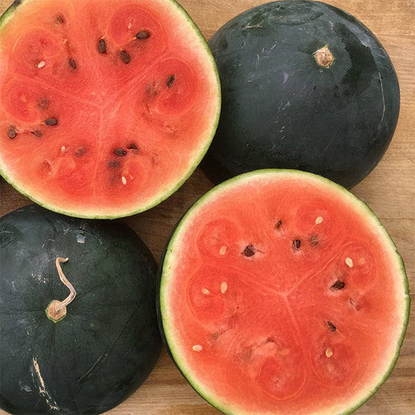 Watermelon, Blacktail Mountain (Certified Organic Seeds)