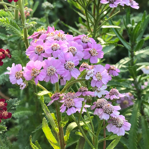 Yarrow, Love Parade (Organically Grown Seeds)