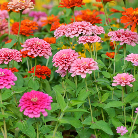 Zinnia, Berry Basket (Organically Grown Seeds)