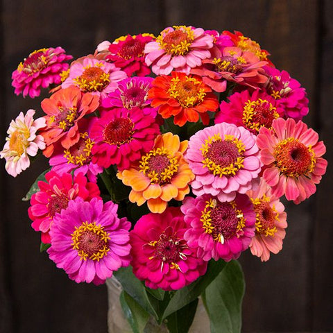 Zinnia, Dwarf Thumbelina (Certified Organic Seeds)