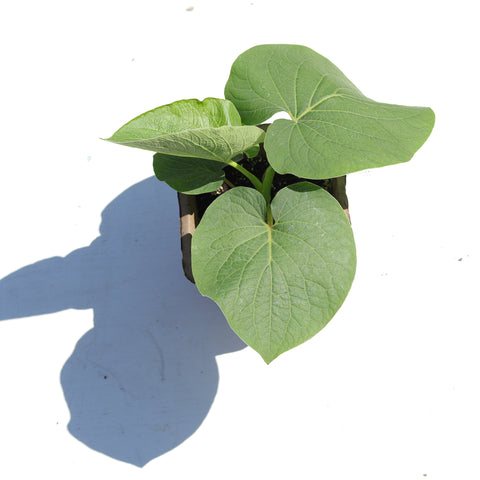 Live Plant - Root Beer Plant (Piper auritum)