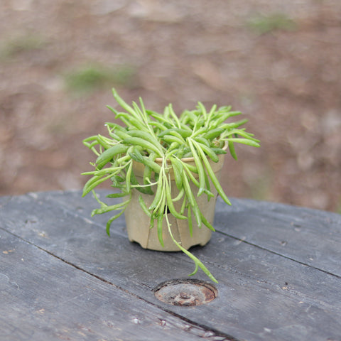 Live Plant - Ruby Necklace