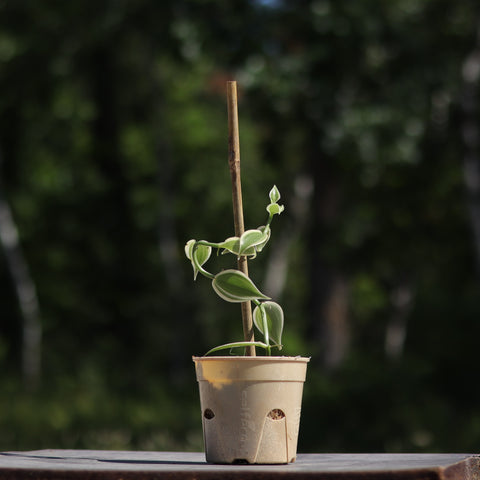 Live Plant - Variegated Vanilla Orchid