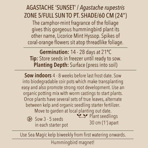 Seeds - Agastache 'Sunset' OG (SGH)