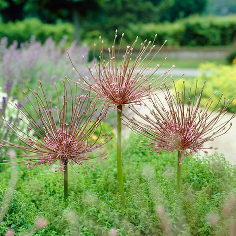 Allium Schubertii at Sage Garden