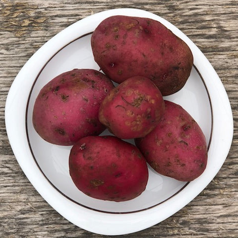 Seed Potato - All Red (Certified Organic)