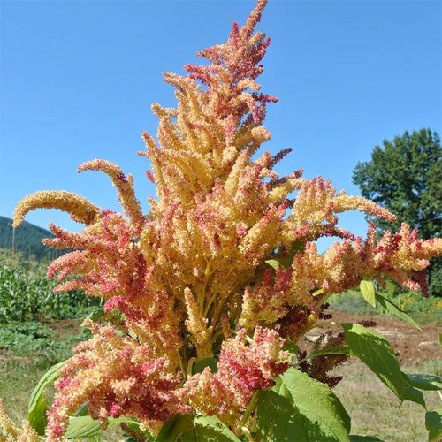 Amaranth, Rio San Lorenzo (Organically Grown Seeds)