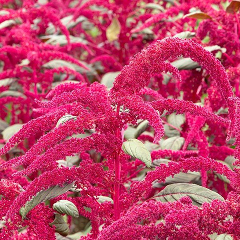 Amaranth, Garnet Red (Certified Organic Seeds)