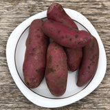 Seed Potato - Amarosa Fingerling (Certified Organic)