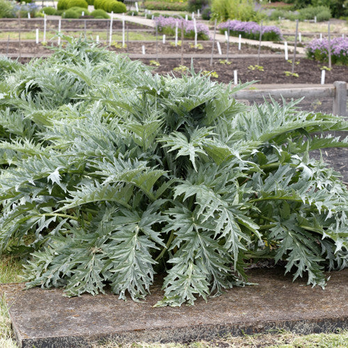 Artichoke, Tavor (Certified Organic Seeds)