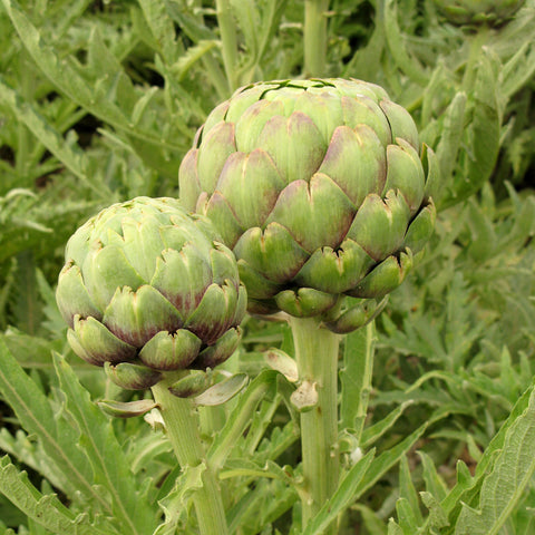 Organic Tavor Artichoke